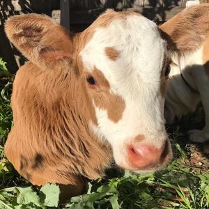 Meet your Posher, Kaylee